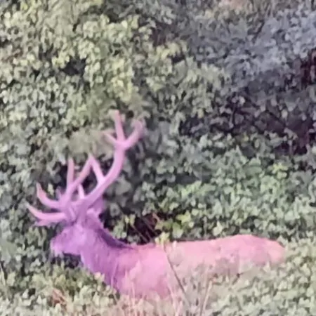 Prázdninový dům Am Hostertberg Comfortable *